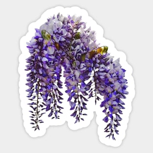 Bunch of Wisteria Sticker